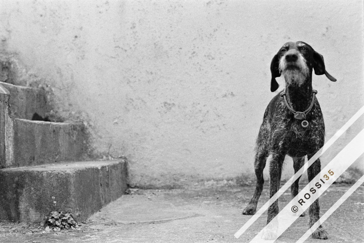 Wirehaired pointer standing proud