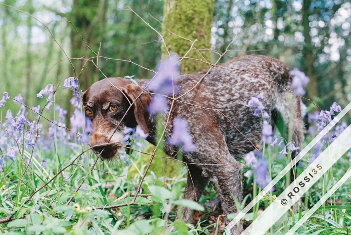 Dog among bluebells