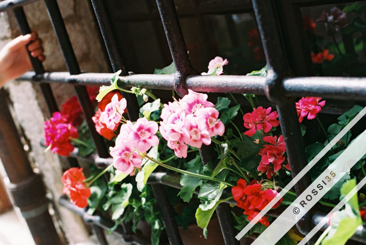 Geraniums through iron railings