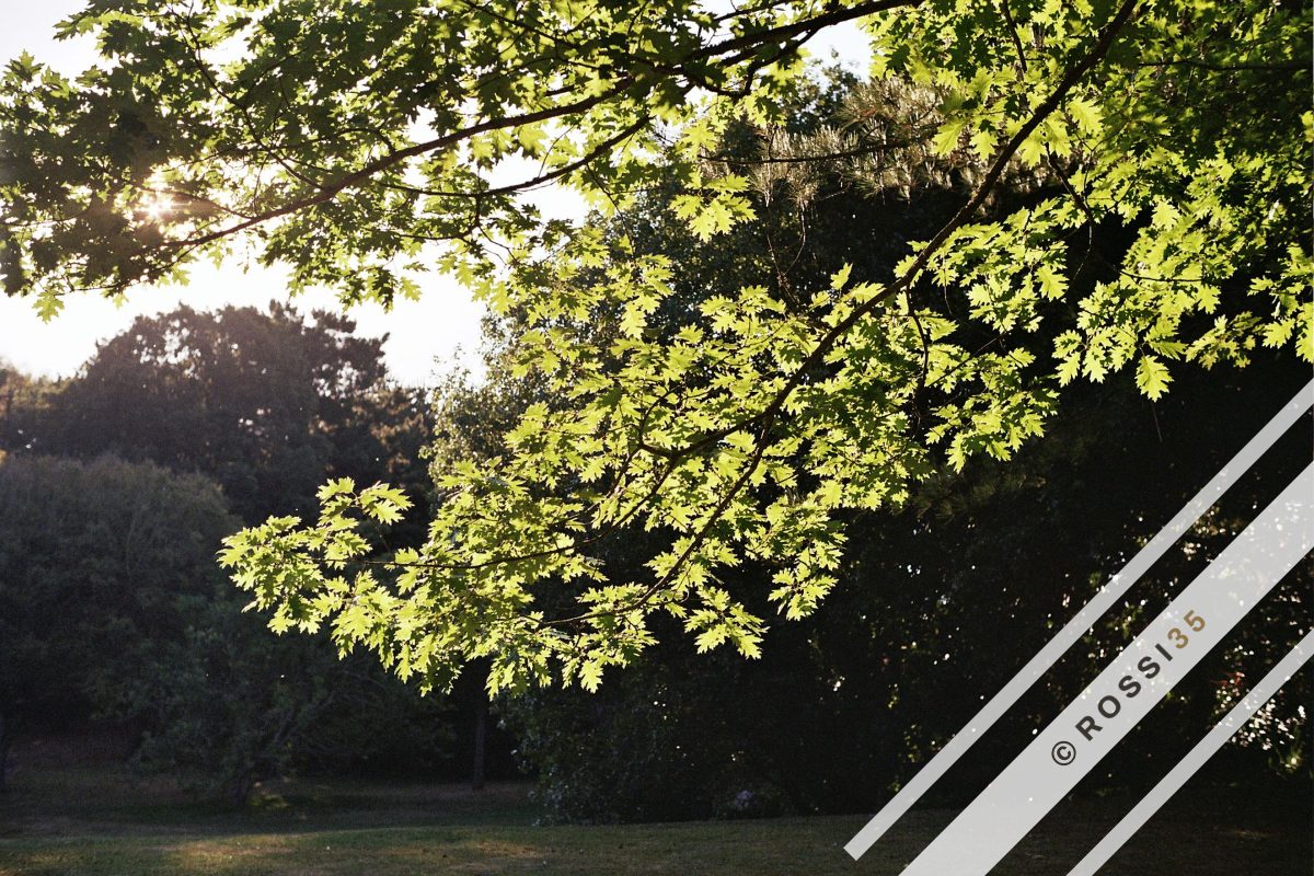 Backlit oak leaves