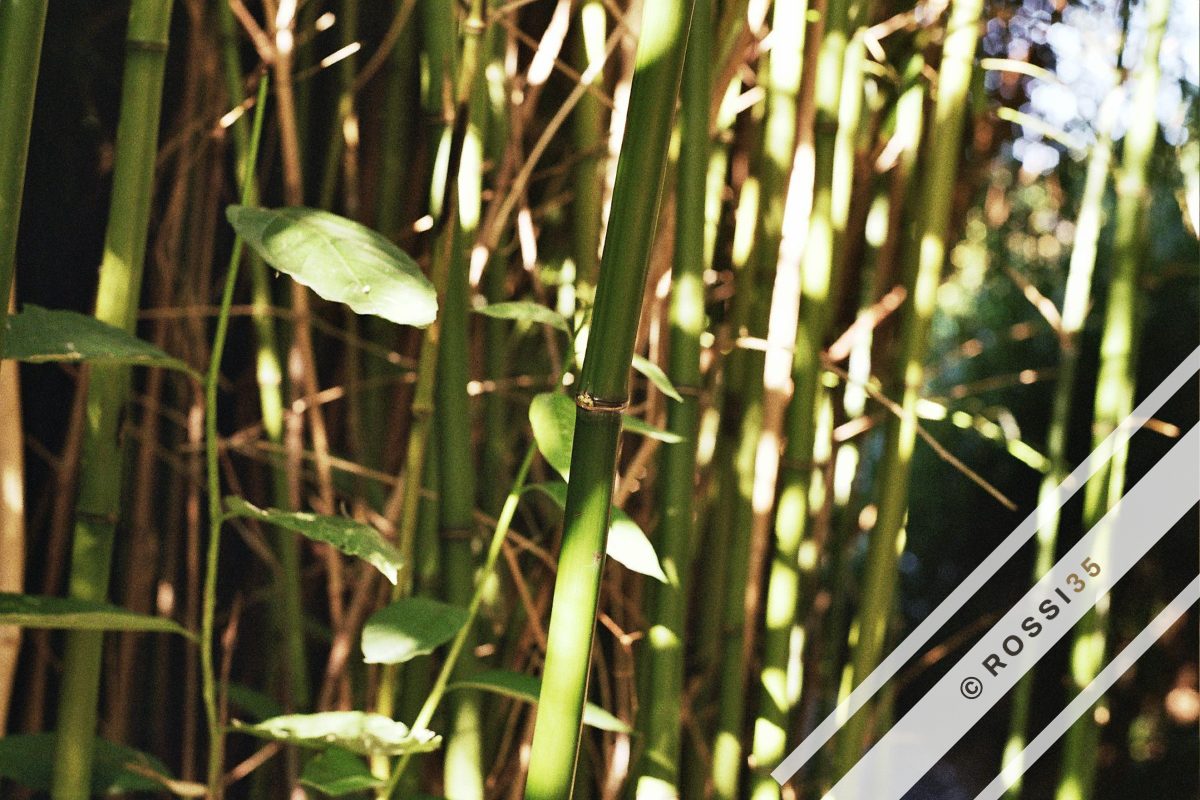 Bamboo in dappled light