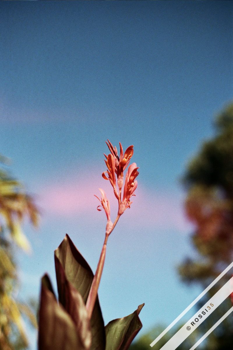 Canna flower against evening sky
