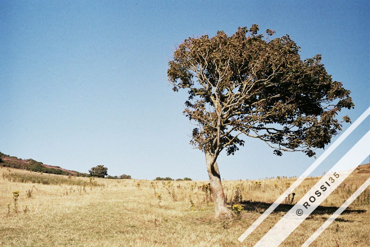 Lone windswept tree — available as an archival print